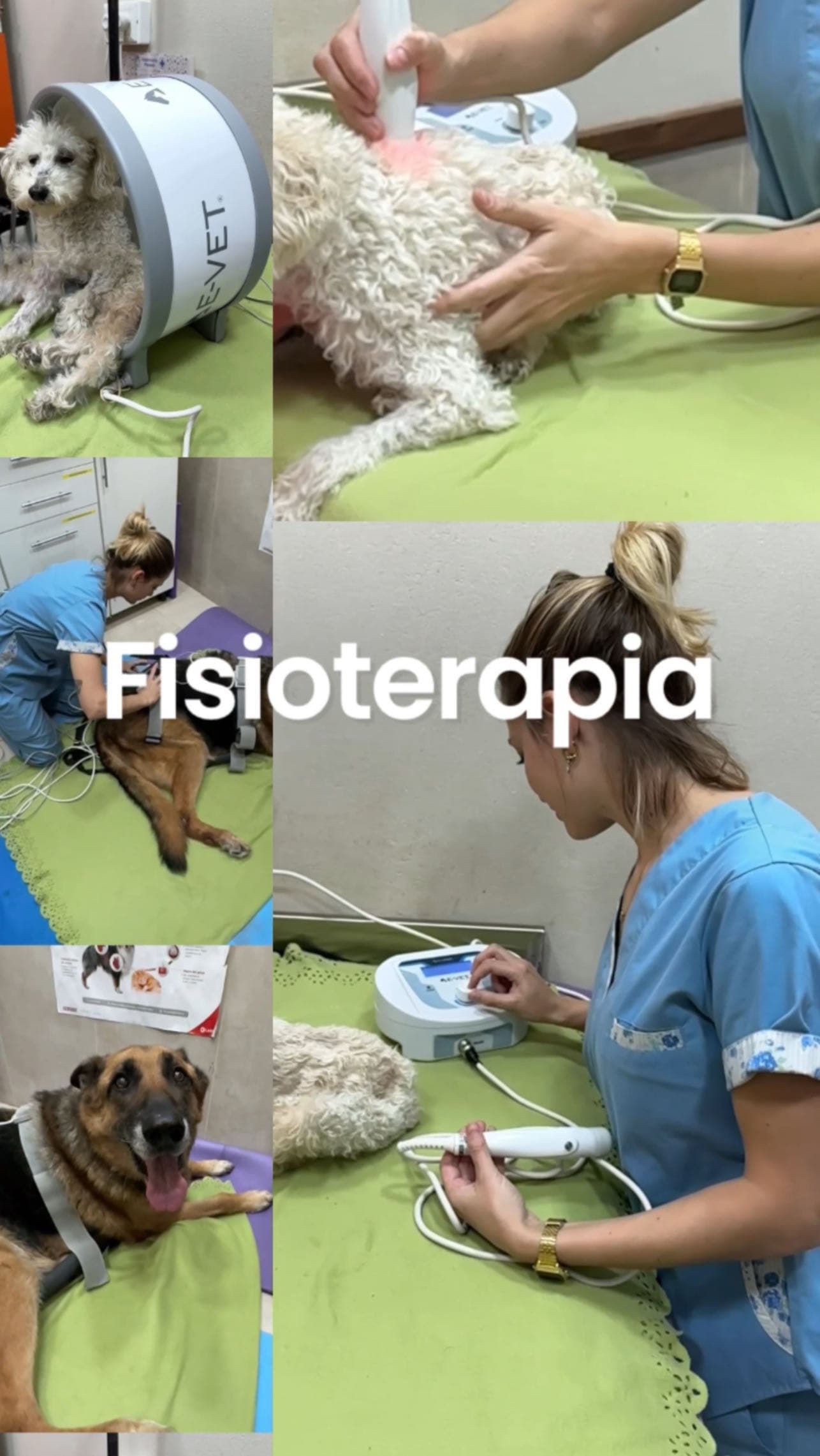 Fisioterapia veterinaria